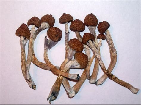 buy dried psilocybin mushrooms online